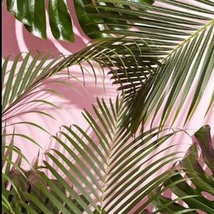 Meet your Posher, Joselyn rose